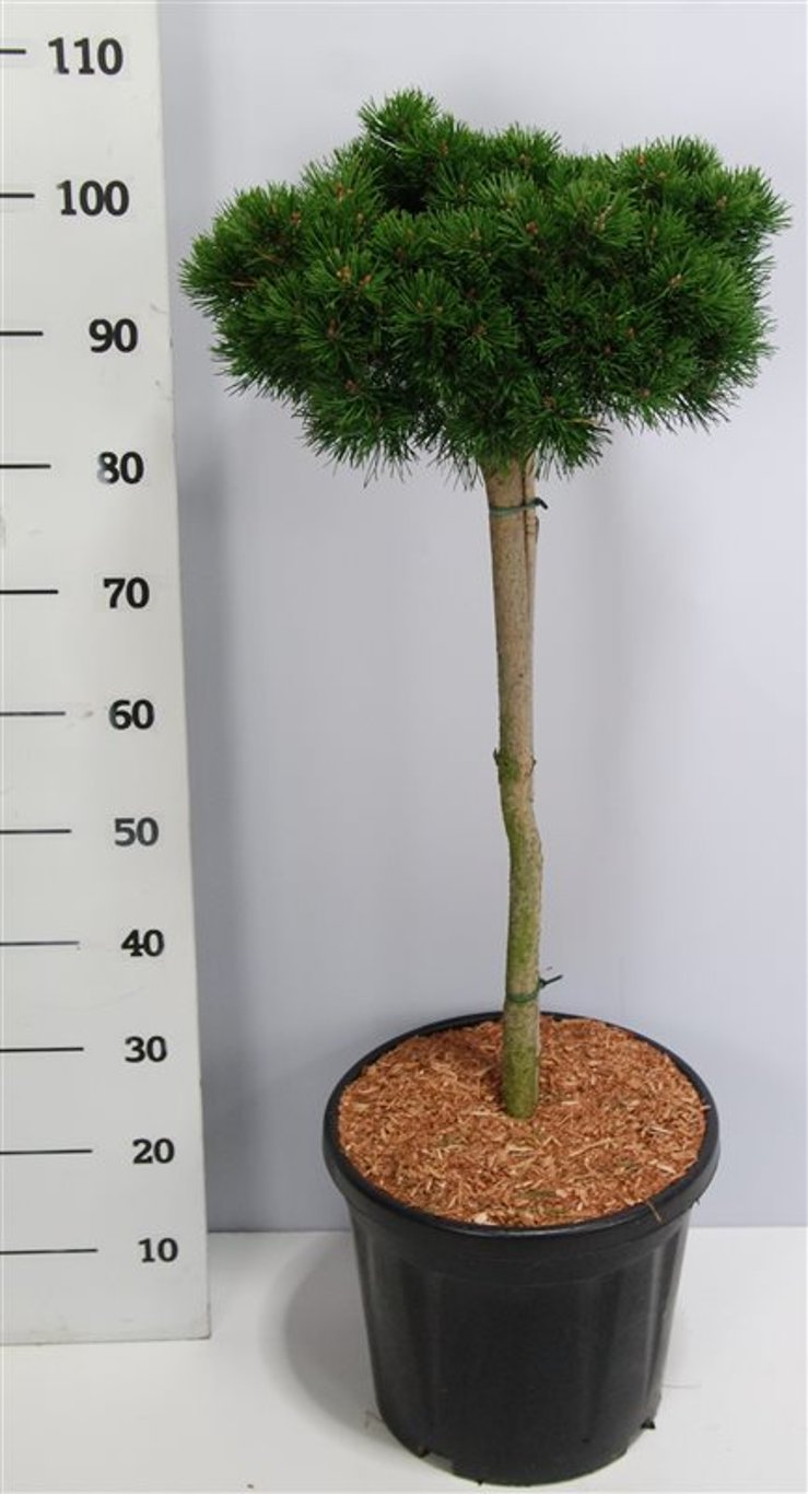 Pinus mugo 'Lilliput' - 60 CM Stem C20